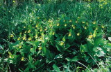 Cypripedium parviflorum var. parviflorum Small Southern Yellow Ladys-slipper Shenandoah Natl Park May 25th, 2013