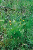 Cypripedium parviflorum var. makasin (Small Northern Yellow Ladys-slipper) Sussex Co. NJ May 9th, 2013 