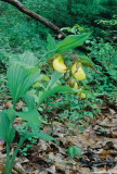 Cypripedium parviflorum var. pubescens (Large Yellow Ladys-slipper) Sussex Co. NJ May 9th, 2013 