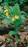Cypripedium parviflorum var. pubescens (Large Yellow Ladys-slipper) Sussex Co. NJ May 9th, 2013 