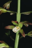 Aplectrum hyemale (Putty Root Orchid) w. flash Lancaster Co. VA May 26th, 2013