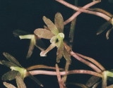 Tipularia discolor (Crane-Fly Orchid) close-up of flower. NJ Aug 14, 2013