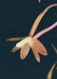 Tipularia discolor (Crane-Fly Orchid) side-view. NJ Aug 14, 2013