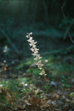 Tipularia discolor (Crane-Fly Orchid) illuminated by the last rays of the setting sun. NJ Aug 14, 2013