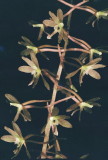 Tipularia discolor (Crane-Fly Orchid) NJ Aug 14, 2013