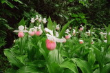 Cypripedium reginae Bruce Peninsula Ontario 6/29/2014