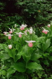 Cypripedium reginae Bruce Peninsula Ontario 6/29/2014