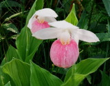 Cypripedium reginae Bruce Peninsula Ontario 6/29/2014