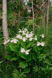 Almost pure white! Cypripedium reginae, second site, Bruce Peninsula Ontario 6/29/2014