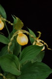 Cypripedium parviflorum var. pubescens Tobermory Ont 6/29/2014