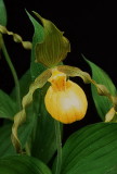 Cypripedium parviflorum var. pubescens Tobermory Ont 6/29/2014