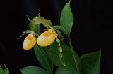 Cypripedium parviflorum var. pubescens Tobermory Ont 6/29/2014