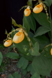 Cypripedium parviflorum var. pubescens Tobermory Ont 6/29/2014