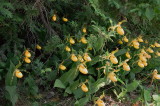 Massive roadside colony of Cypripedium parviflorum var. pubescens Tobermory Ont 6/29/2014