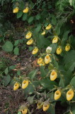 Impressive roadside colony of Cypripedium parviflorum var. pubescens Tobermory Ont 6/29/2014