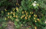 Impressive roadside colony of Cypripedium parviflorum var. pubescens Tobermory Ont 6/29/2014