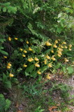 Impressive roadside colony of Cypripedium parviflorum var. pubescens Tobermory Ont 6/29/2014