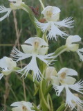 Platanthera leucophaea near Fremont Ohio 7/4/2014