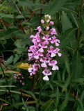 Platanthera peramoena near Millersburg Pennsylvania 7/26/2014 