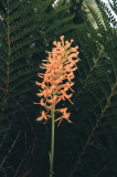  Platanthera ciliaris eastern PA 7/26/2014