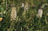 The plant on the left is Platanthera x bicolor (cross between P. blephariglottis & P. ciliaris) eastern PA 7/26/2014