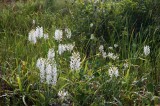 Platanthera blephariglottis eastern Pennsylvania 7/26/2014 