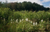 Platanthera blephariglottis eastern Pennsylvania 7/26/2014 