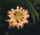 Platanthera x bicolor (cross between P. blephariglottis & P. ciliaris) eastern PA 7/26/2014