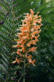  Platanthera ciliaris eastern PA 7/26/2014
