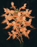  Platanthera ciliaris eastern PA 7/26/2014