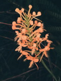  Platanthera ciliaris eastern PA 7/26/2014