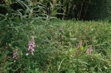 Platanthera peramoena near Millersburg Pennsylvania 7/26/2014 