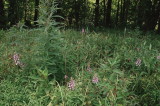 Platanthera peramoena near Millersburg Pennsylvania 7/26/2014 