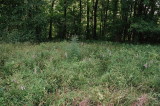 Platanthera peramoena near Millersburg Pennsylvania 7/26/2014 