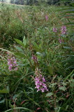 Platanthera peramoena near Millersburg Pennsylvania 7/26/2014 