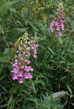 Platanthera peramoena near Millersburg Pennsylvania 7/26/2014 