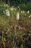 Platanthera blephariglottis eastern Pennsylvania 7/26/2014 