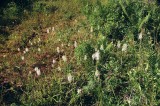 Platanthera blephariglottis eastern Pennsylvania 7/26/2014 