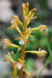 Corallorhiza maculata var. occidentalis forma aurea (Golden Western Spotted Coralroot) Grand Teton Natl Park 7/8/2014