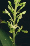 Neottia (Listera) banksiana (Northwestern Twayblade) Grand Teton Natl Park 7/9/2014 