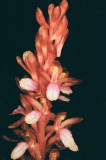 Corallorhiza mertensiana (Mertens Coralroot) w. white lip. Grand Teton Natl Park 7/9/2014