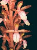 Corallorhiza mertensiana (Mertens Coralroot) w. white lip. Grand Teton Natl Park 7/9/2014