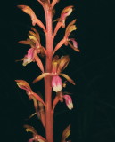 Corallorhiza mertensiana (Mertens Coralroot) w. red & white lip. Grand Teton Natl Park 7/9/2014