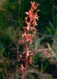 Corallorhiza mertensiana (Mertens Coralroot) Grand Teton Natl Park 7/9/2014