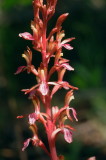 Corallorhiza mertensiana (Mertens Coralroot) Grand Teton Natl Park .JPG