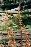Corallorhiza mertensiana (Mertens Coralroot) golden-yellow flowered plants. Grand Teton Natl Park 7/9/2014