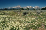 Eriogonum umbellatum (Sulfur Buckwheat) Grand Teton Natl Park 7/8/2014