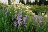  Penstemon cyananthus (Wasatch Beardtounge) w. Polemonium foliosissimum (Leafy Jacobs Ladder) Bear River Range Utah 7/11/2014