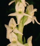 Platanthera dilatata var. dilatata (Bog Candle) Bear River Range Utah 7/11/2014