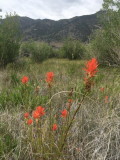 Castellija spp. Mono Lake, Calif 7/10/2015